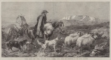 Tired Sheep, Glen Spean, Scotland, from the Exhibition of the Royal Academy